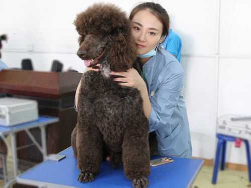 圣宠宠物美容学校巨贵实操