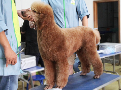 圣宠宠物美容学校巨贵实操