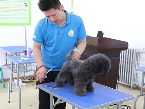 39期宠物美容2班泰迪犬美容修剪