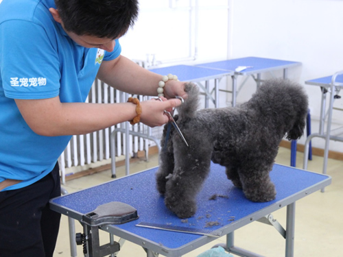 39期宠物美容2班泰迪犬美容修剪