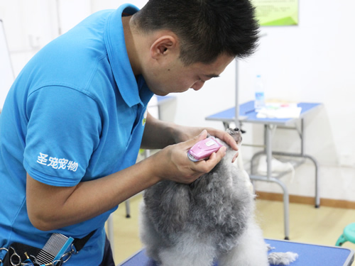 39期1班贵宾犬美容修剪