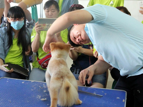 38期美容班博美犬修剪