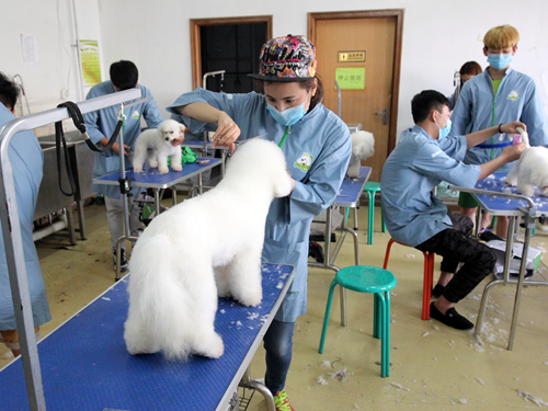 圣宠38期美容班比熊犬修剪