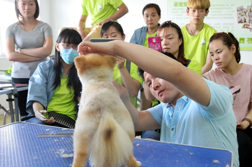 38期博美犬修剪—示范课