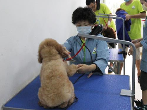 40期泰迪犬美容修剪实操课