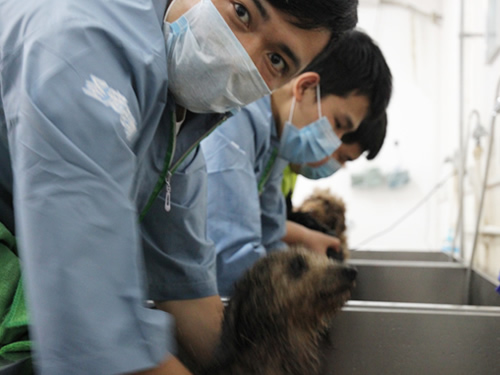 40期泰迪犬美容修剪实操课