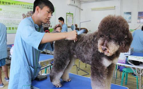 巨贵犬美容实操课