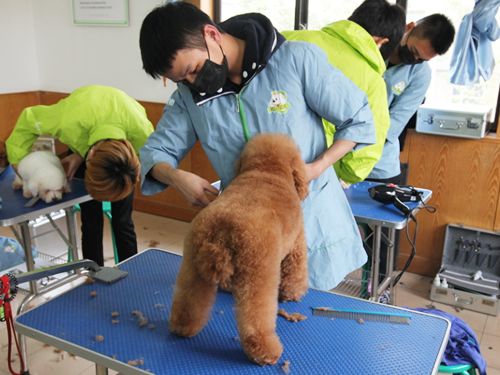 46期宠物班综合美容实操课