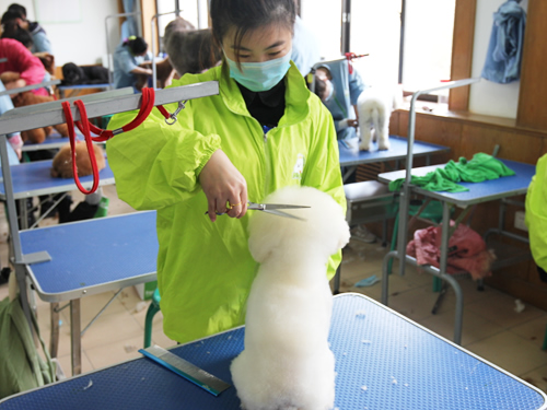 46期宠物班综合美容实操课