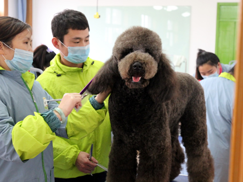 46期宠物班综合美容实操课