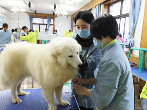 圣宠46期萨摩耶美容实操课